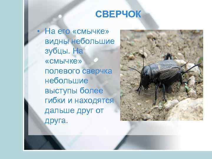 СВЕРЧОК • На его «смычке» видны небольшие зубцы. На «смычке» полевого сверчка небольшие выступы