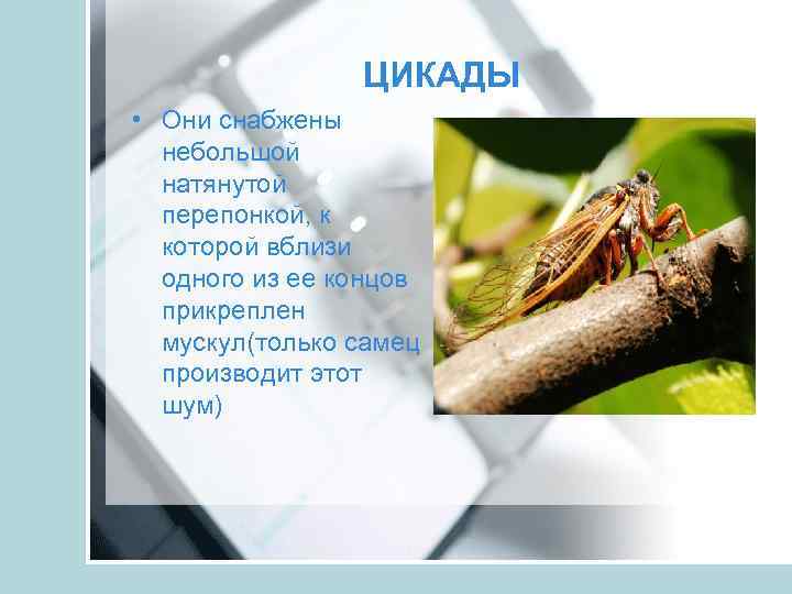 ЦИКАДЫ • Они снабжены небольшой натянутой перепонкой, к которой вблизи одного из ее концов