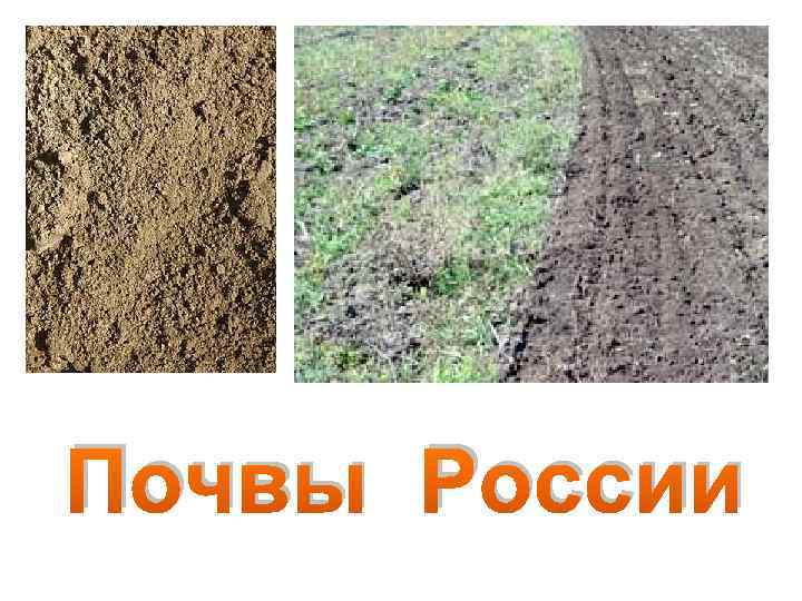 Почвы России 