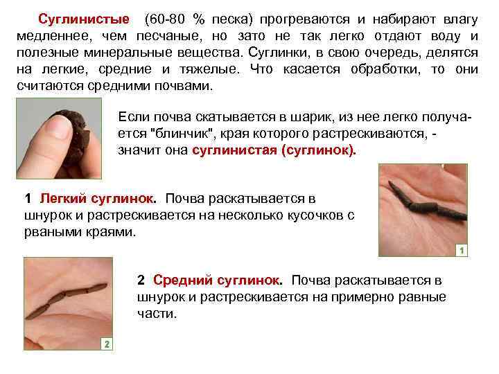  Суглинистые (60 -80 % песка) прогреваются и набирают влагу медленнее, чем песчаные, но