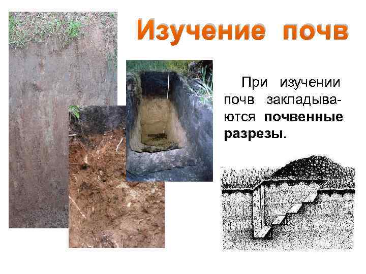 Изучение почв При изучении почв закладываются почвенные разрезы. 