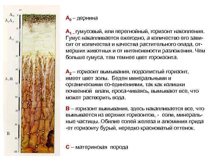А 0 – дернина А 1 – гумусовый, или перегнойный, горизонт накопления. Гумус накапливается