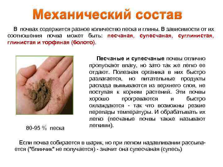 Механический состав В почвах содержится разное количество песка и глины. В зависимости от их