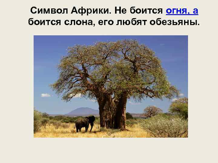 Символ Африки. Не боится огня, а боится слона, его любят обезьяны. 