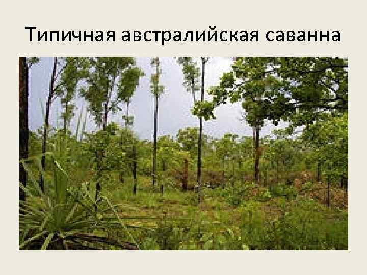 Типичная австралийская саванна 