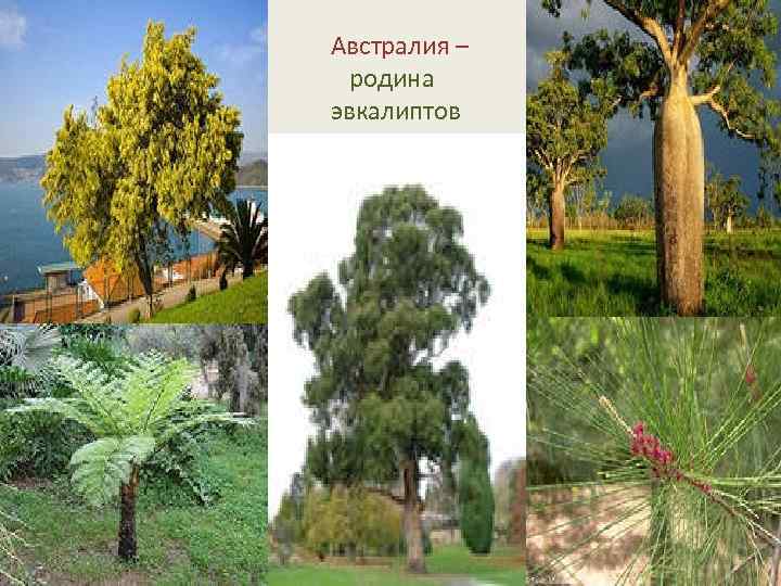  Австралия – родина эвкалиптов 