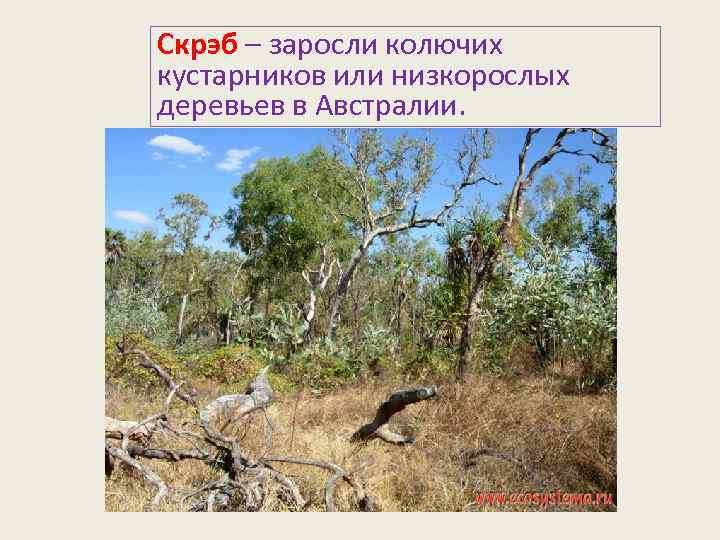 Скрэб – заросли колючих кустарников или низкорослых деревьев в Австралии. 
