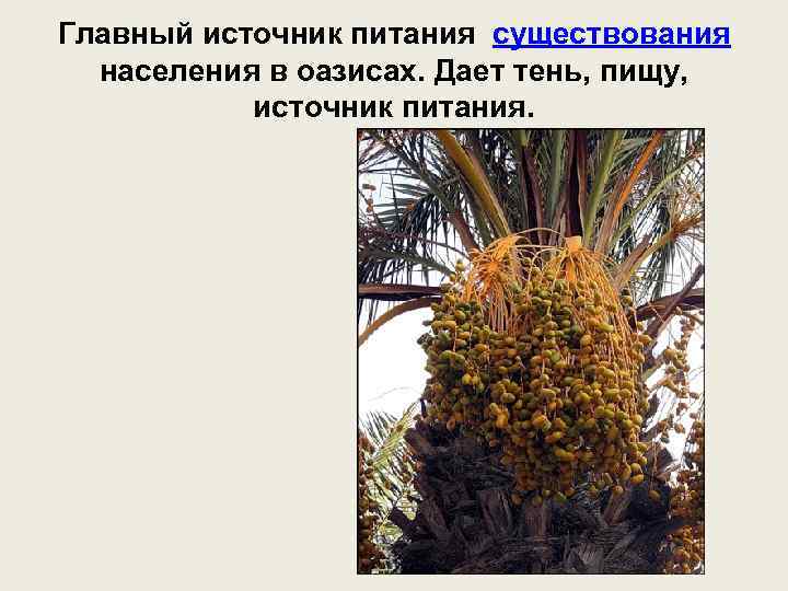 Главный источник питания существования населения в оазисах. Дает тень, пищу, источник питания. 