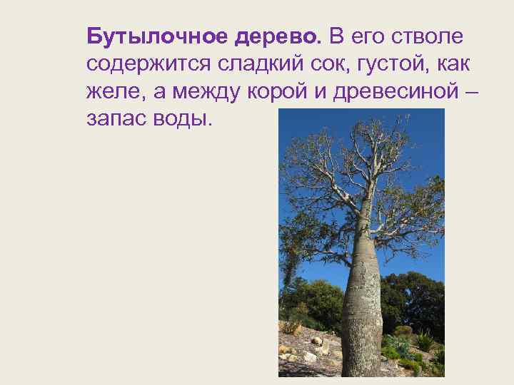 Бутылочное дерево. В его стволе содержится сладкий сок, густой, как желе, а между корой