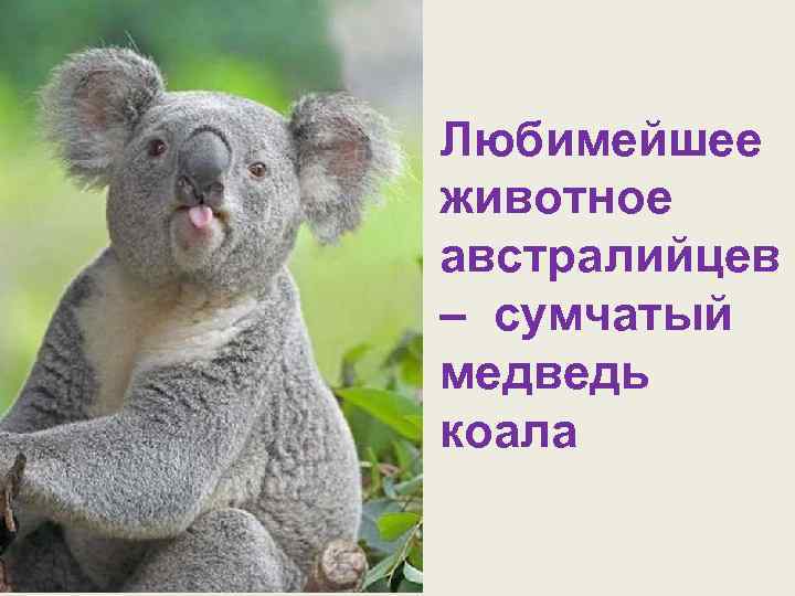 Любимейшее животное австралийцев – сумчатый медведь коала 