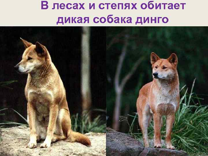 В лесах и степях обитает дикая собака динго 