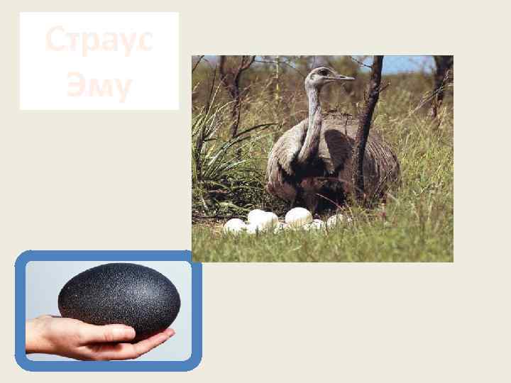 Страус Эму 