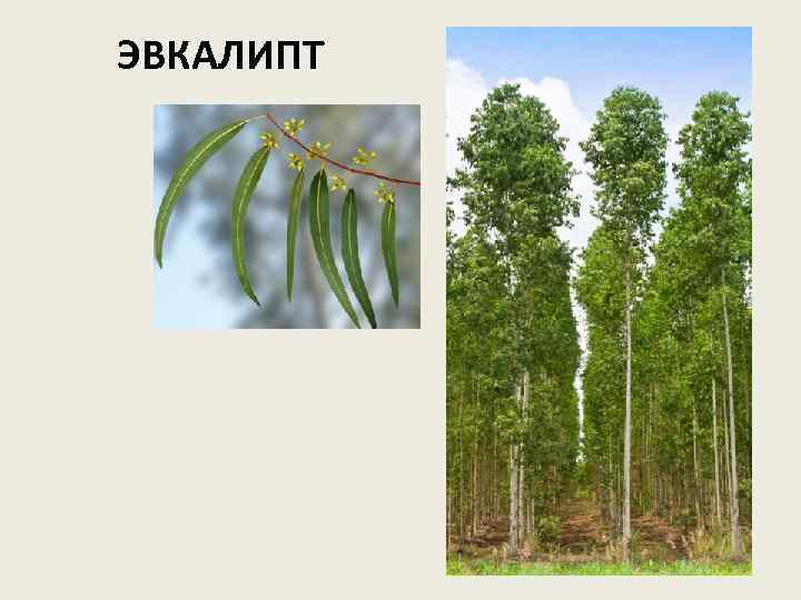 ЭВКАЛИПТ 