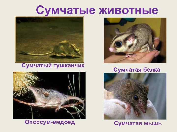 Сумчатые животные Сумчатый тушканчик Опоссум-медоед Сумчатая белка Сумчатая мышь 
