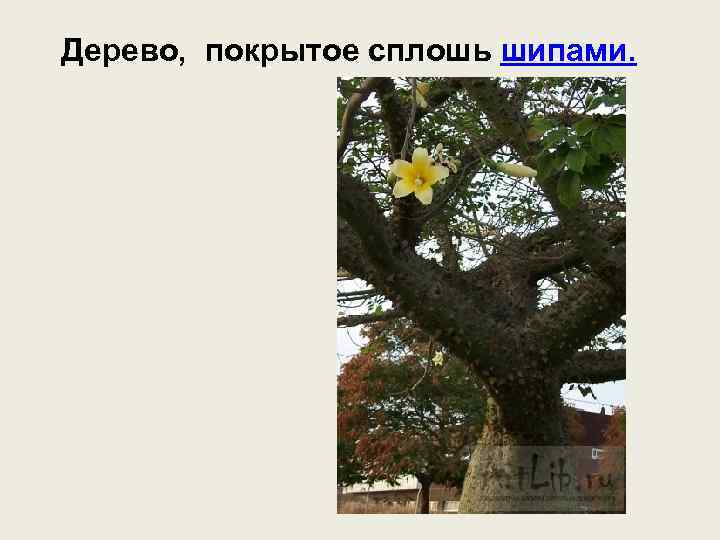 Дерево, покрытое сплошь шипами. 