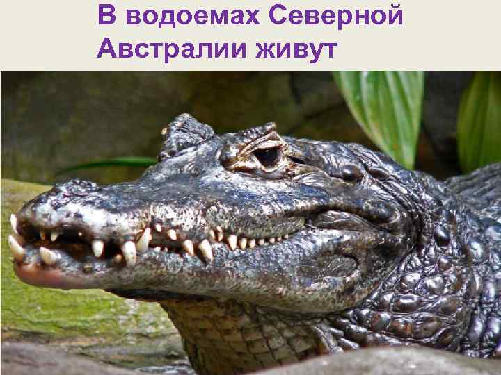 В водоемах Северной Австралии живут крокодилы 