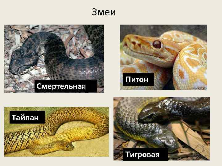 Змеи Смертельная Питон Тайпан Тигровая 
