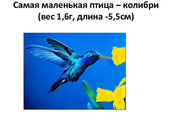 Самая маленькая птица – колибри (вес 1, 6 г, длина -5, 5 см) 
