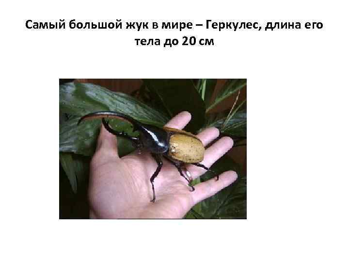 Самый большой жук в мире – Геркулес, длина его тела до 20 см 