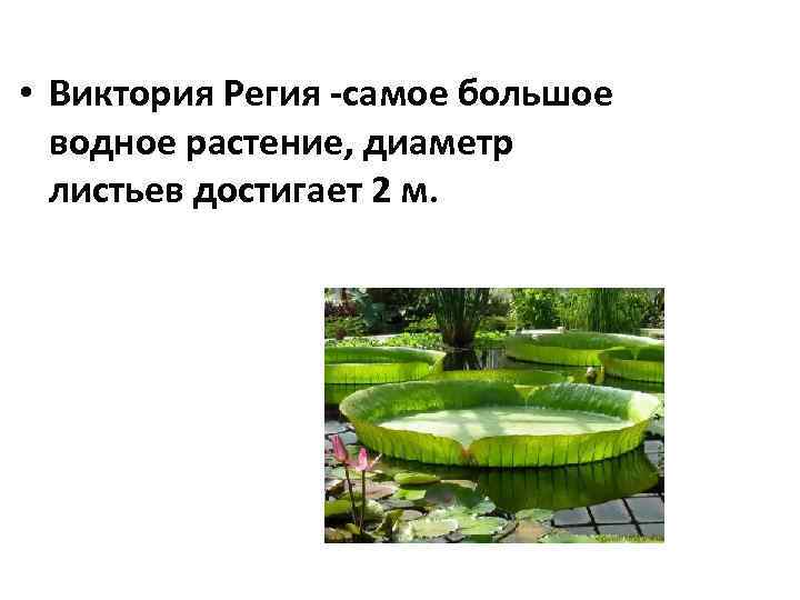  • Виктория Регия -самое большое водное растение, диаметр листьев достигает 2 м. 