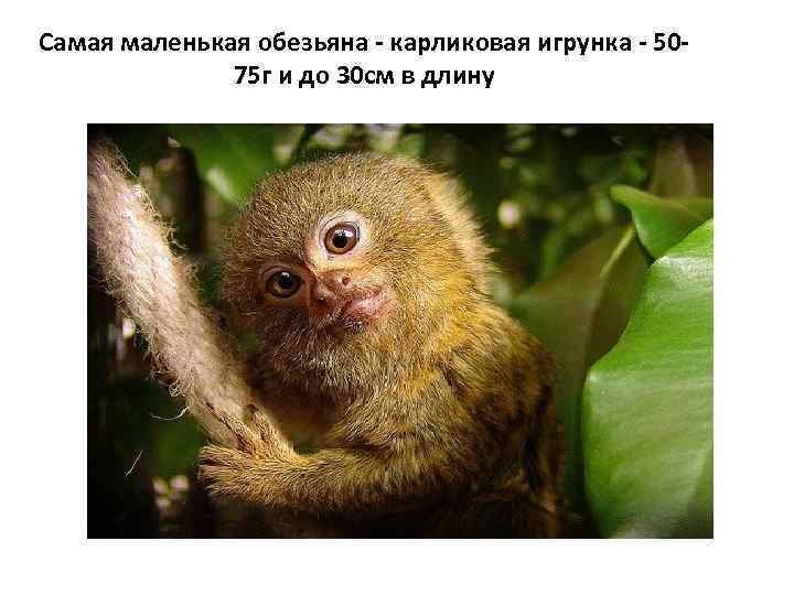 Самая маленькая обезьяна - карликовая игрунка - 5075 г и до 30 см в