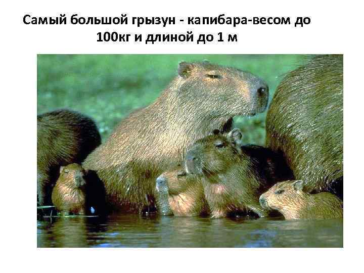 Самый большой грызун - капибара-весом до 100 кг и длиной до 1 м 