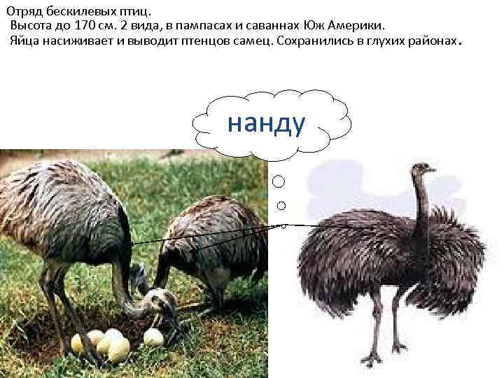  Отряд бескилевых птиц. Высота до 170 см. 2 вида, в пампасах и саваннах