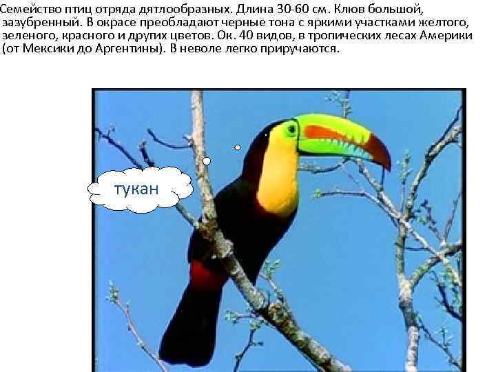 Семейство птиц отряда дятлообразных. Длина 30 -60 см. Клюв большой, зазубренный. В окрасе преобладают