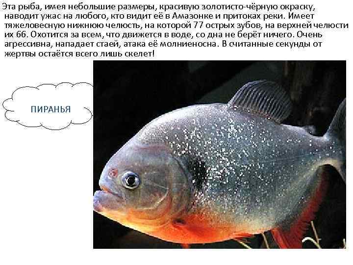  Эта рыба, имея небольшие размеры, красивую золотисто-чёрную окраску, наводит ужас на любого, кто