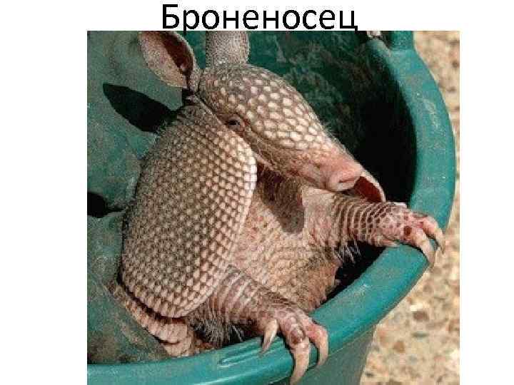 Броненосец 