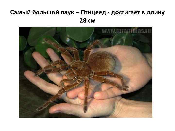 Самый большой паук – Птицеед - достигает в длину 28 см 