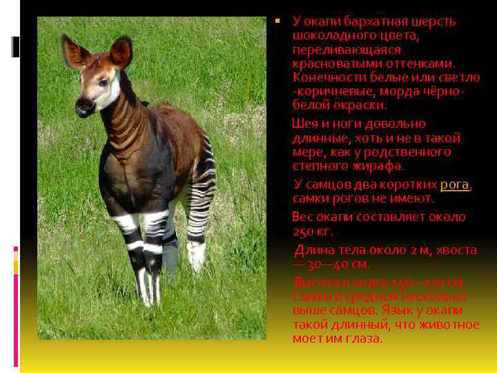  У окапи бархатная шерсть шоколадного цвета, переливающаяся красноватыми оттенками. Конечности белые или светло