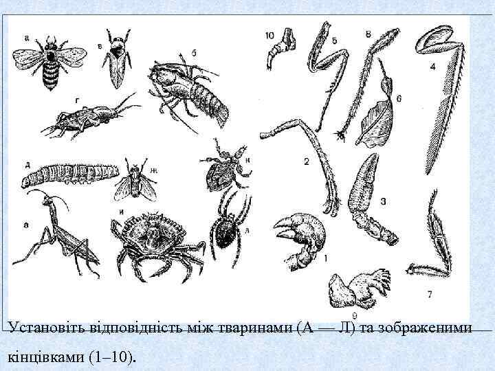 Установіть відповідність між тваринами (А — Л) та зображеними кінцівками (1– 10). 