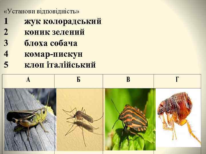  «Установи відповідність» 1 2 3 4 5 жук колорадський коник зелений блоха собача