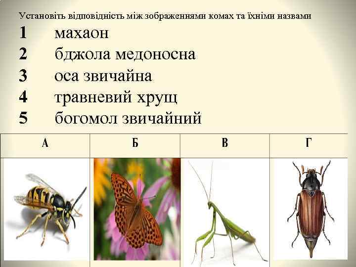 Установіть відповідність між зображеннями комах та їхніми назвами 1 2 3 4 5 махаон