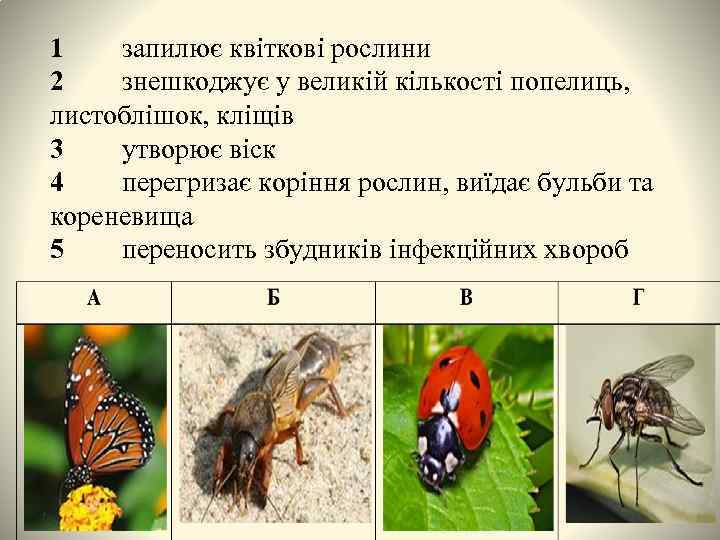 1 запилює квіткові рослини 2 знешкоджує у великій кількості попелиць, листоблішок, кліщів 3 утворює
