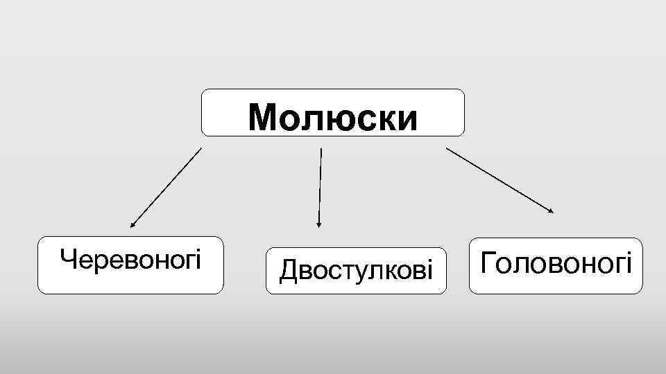 Молюски Черевоногі Двостулкові Головоногі 
