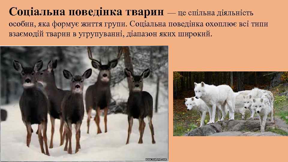 Соціальна поведінка тварин — це спільна діяльність особин, яка формує життя групи. Соціальна поведінка