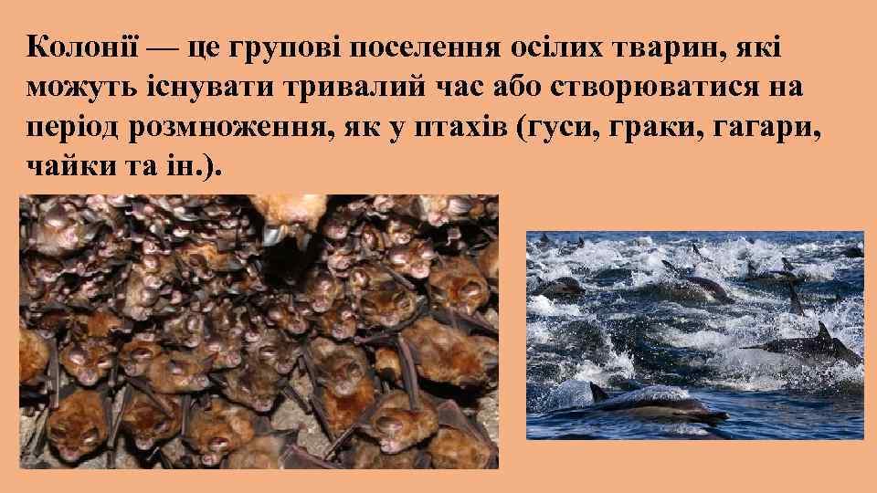 Колонії — це групові поселення осілих тварин, які можуть існувати тривалий час або створюватися