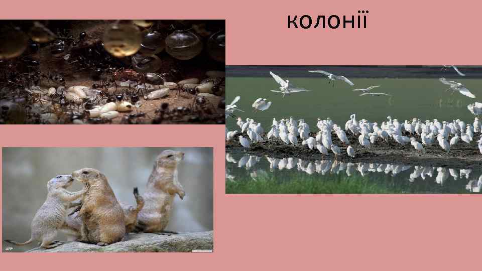 колонії 