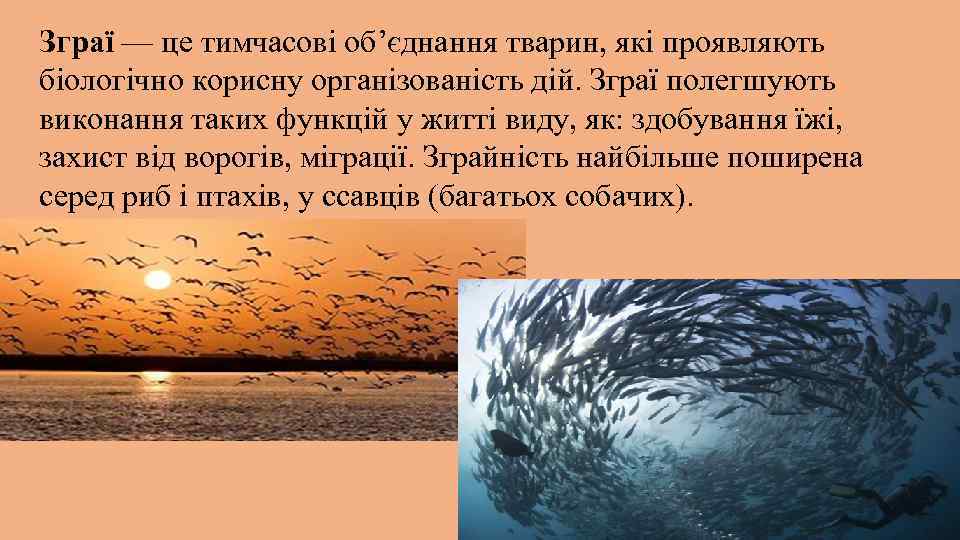 Зграї — це тимчасові об’єднання тварин, які проявляють біологічно корисну організованість дій. Зграї полегшують