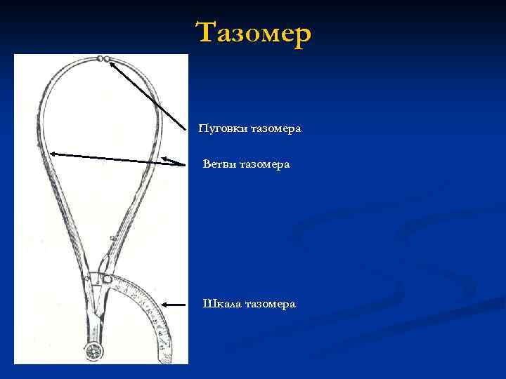 Тазомер Пуговки тазомера Ветви тазомера Шкала тазомера 