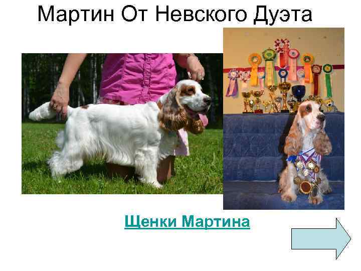 Мартин От Невского Дуэта Щенки Мартина 