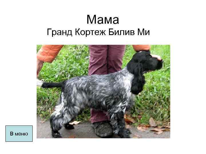 Мама Гранд Кортеж Билив Ми В меню 