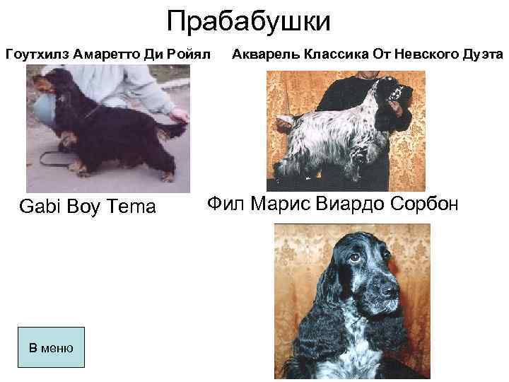 Прабабушки Гоутхилз Амаретто Ди Ройял Gabi Boy Tema В меню Акварель Классика От Невского