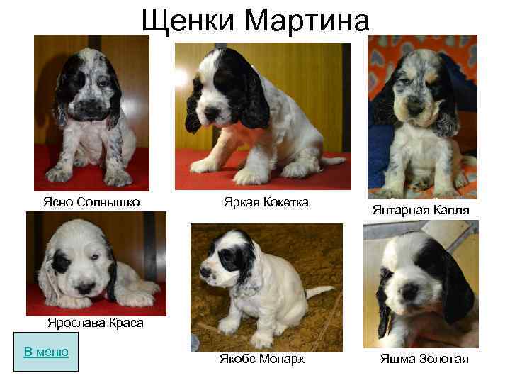 Щенки Мартина Ясно Солнышко Яркая Кокетка Янтарная Капля Ярослава Краса В меню Якобс Монарх