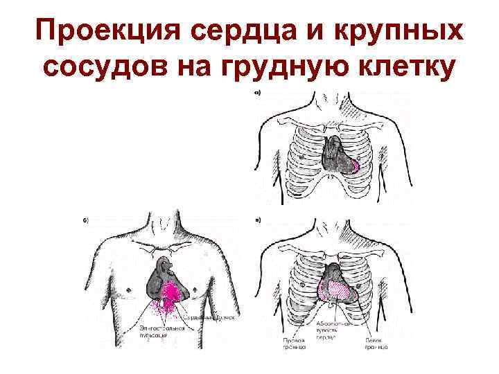 Проекция сердца и крупных сосудов на грудную клетку 