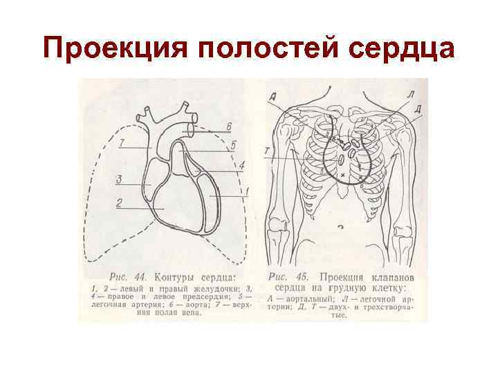 Проекция полостей сердца 