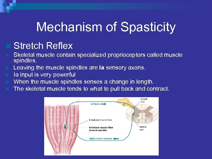 Mechanism of Spasticity n Stretch Reflex n Skeletal muscle contain specialized proprioceptors called muscle