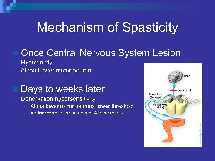 Mechanism of Spasticity n Once Central Nervous System Lesion • • Hypotoncity Alpha Lower